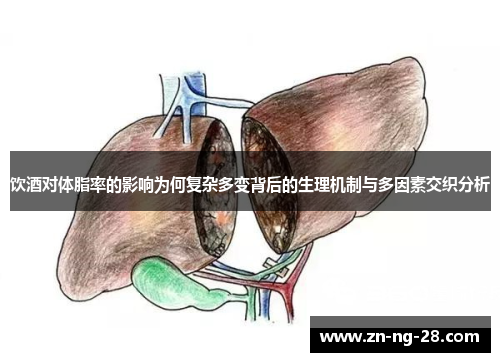 饮酒对体脂率的影响为何复杂多变背后的生理机制与多因素交织分析